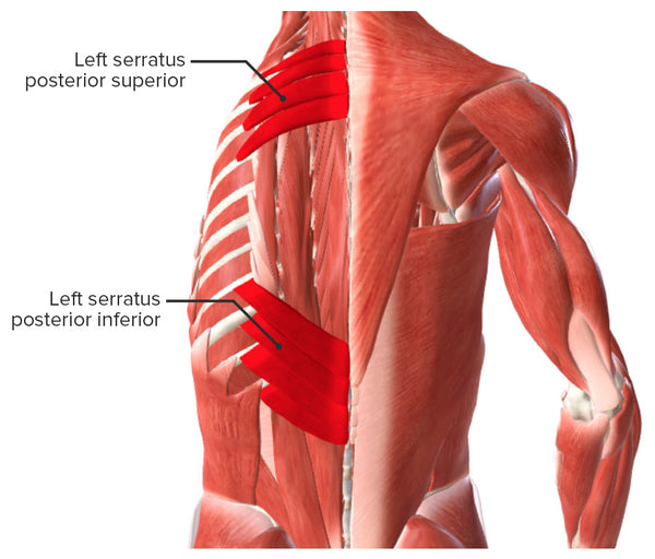 Extrinsic-back-muscles-Intermediate-muscles