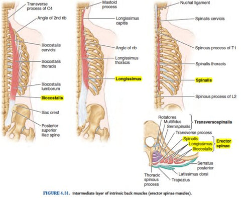 Intrinsic Back Muscle