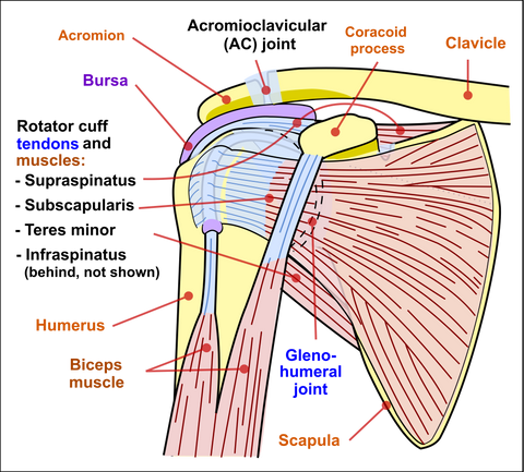 Shoulder anatomy