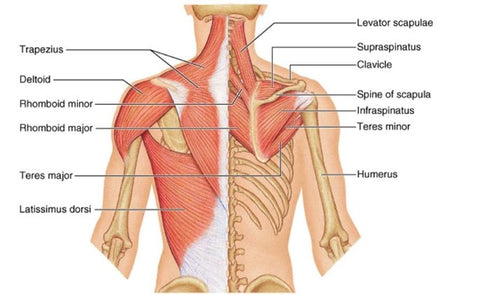 Shoulder muscle Anatomy
