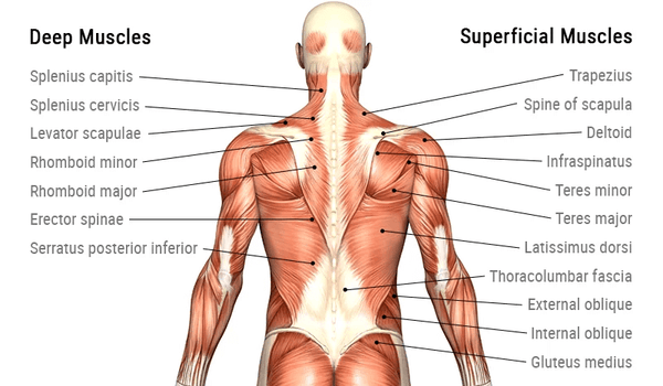 back-muscles-anatomy