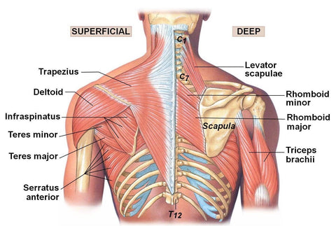 Back Anatomy