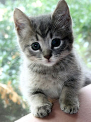  A silver tabby kitten pulls himself up on a wooden table with his two front paws. His big blue eyes are staring into the camera.
