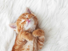  A small ginger and white kitten sleeps on his back. He is lying on a fluffy, white blanket.