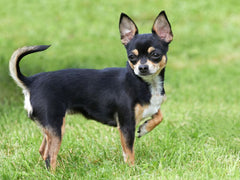 7 Small Dog Breeds for Tiny Canine Lovers – Meow Howl