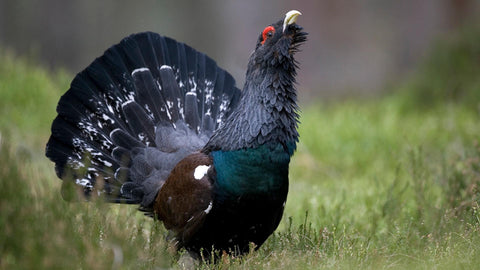 Capercaillie or cock-of-the-woods