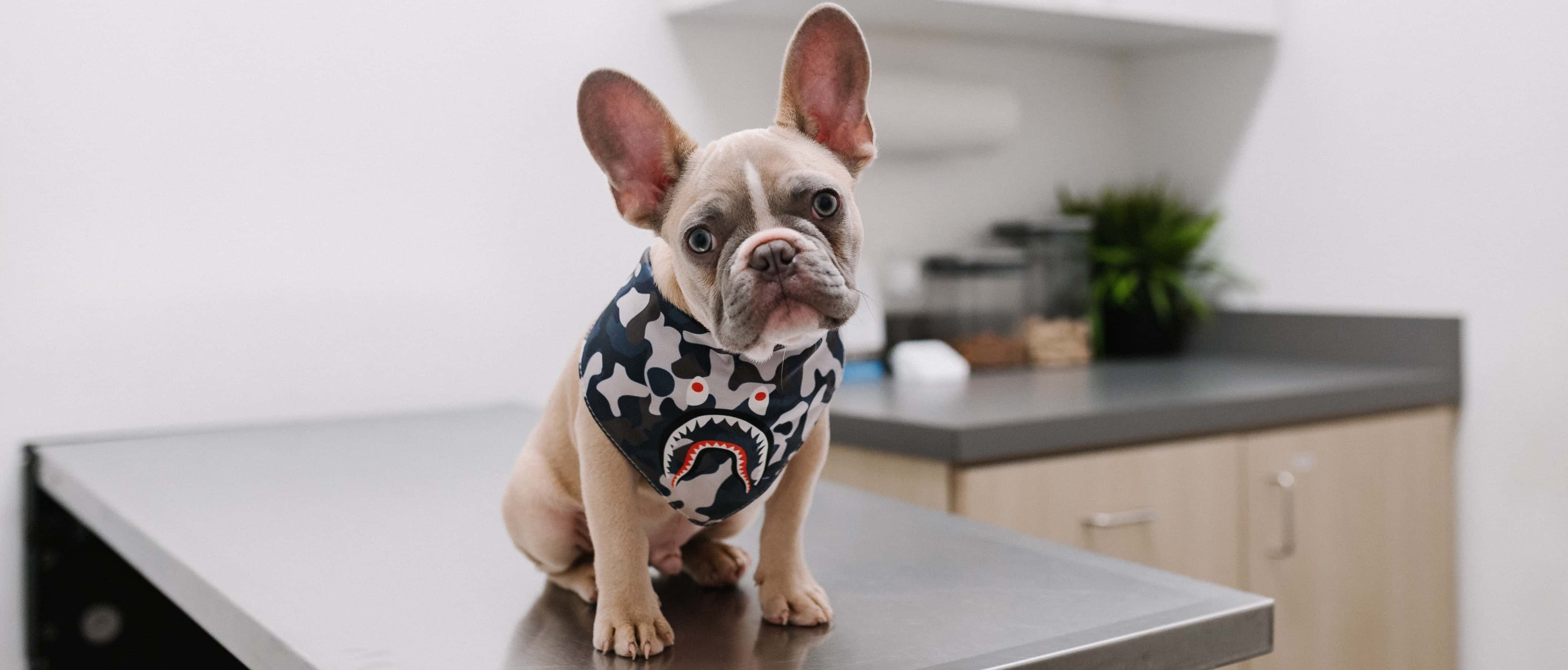 Puppy at vet