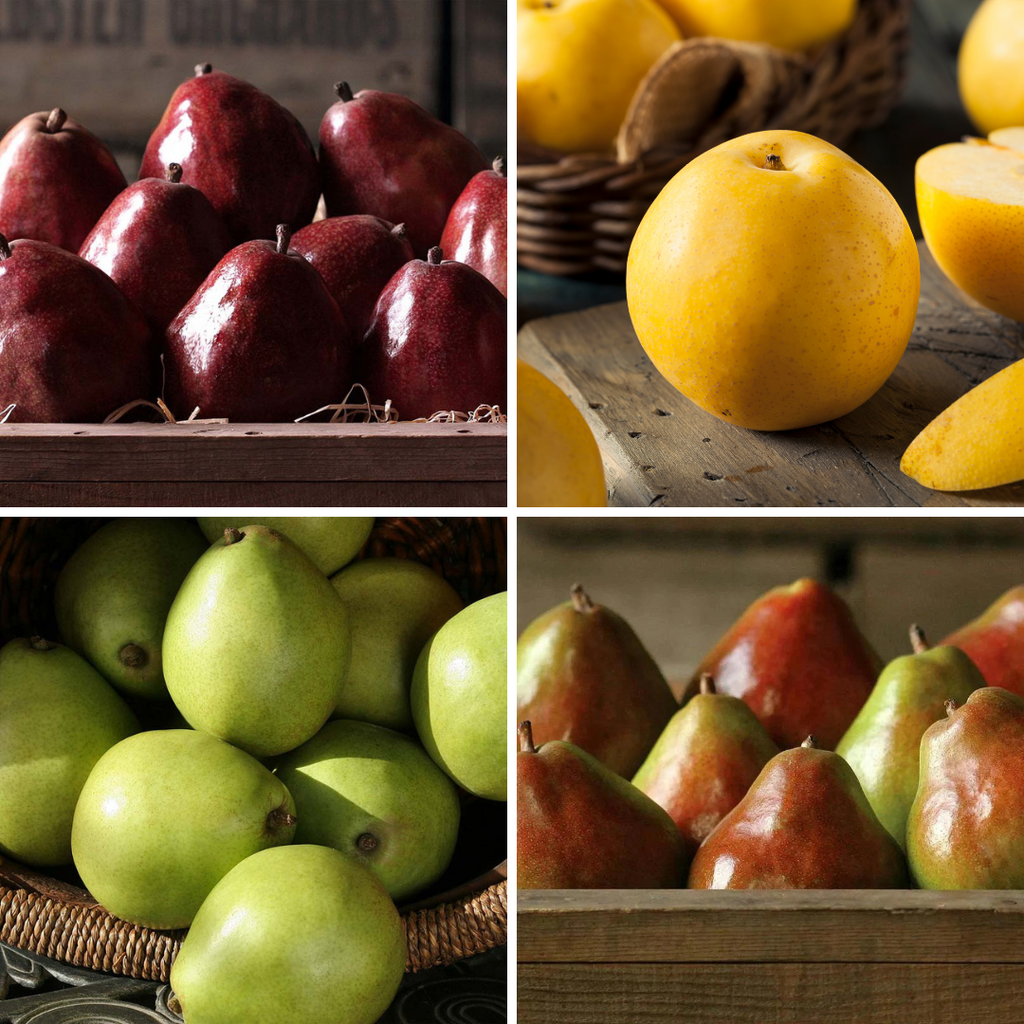 Fresh pears in male hands. Juicy flavorful pears in box, basket