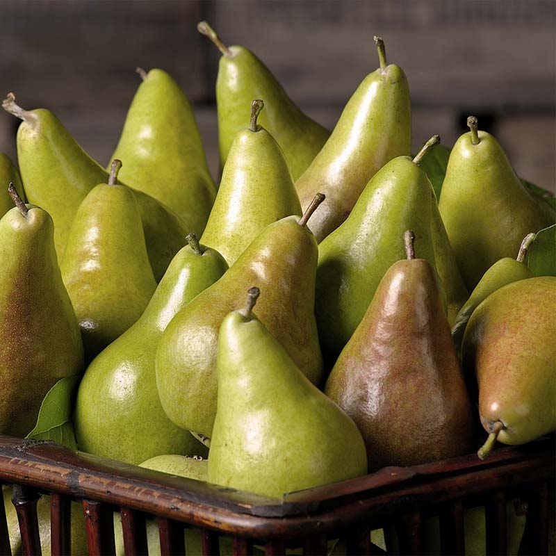 Just landed — Comice pears airflown from France. Soft flesh, buttery and  very juicy texture, highly aromatic, with an exceptionally sweet…