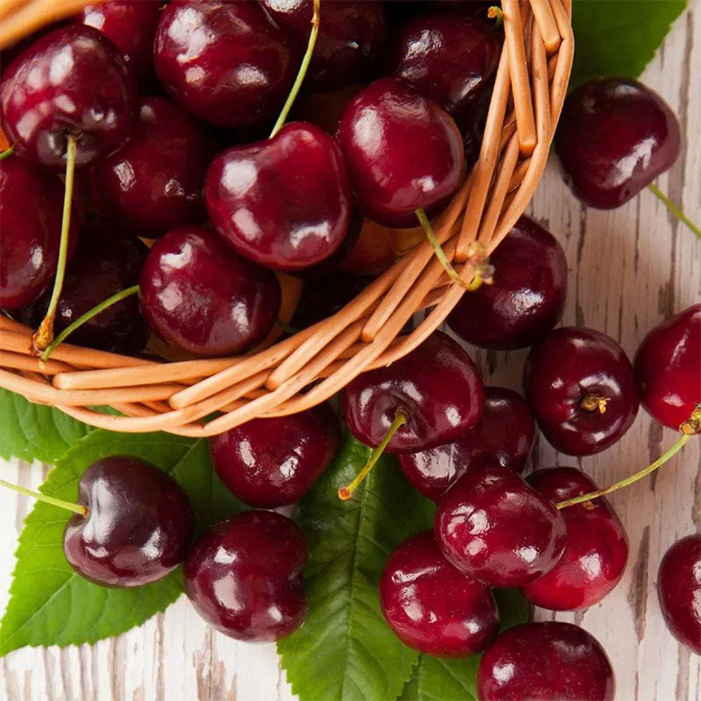 Basket of dark sweet cherries