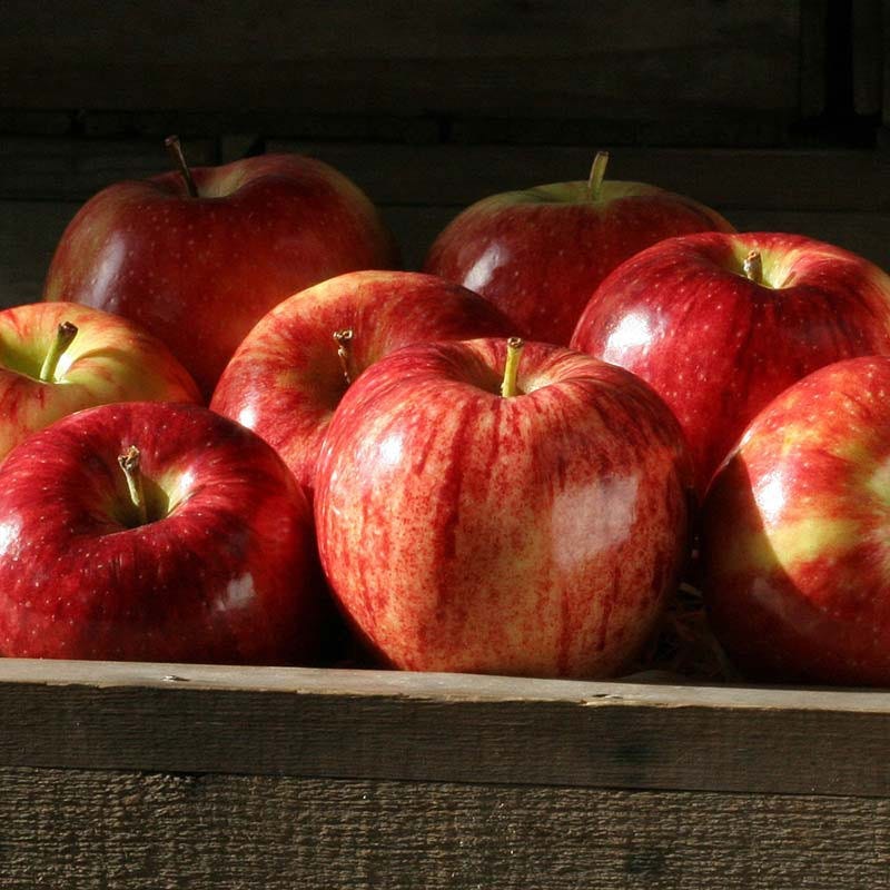 Pink Lady Apples from The Fruit Company