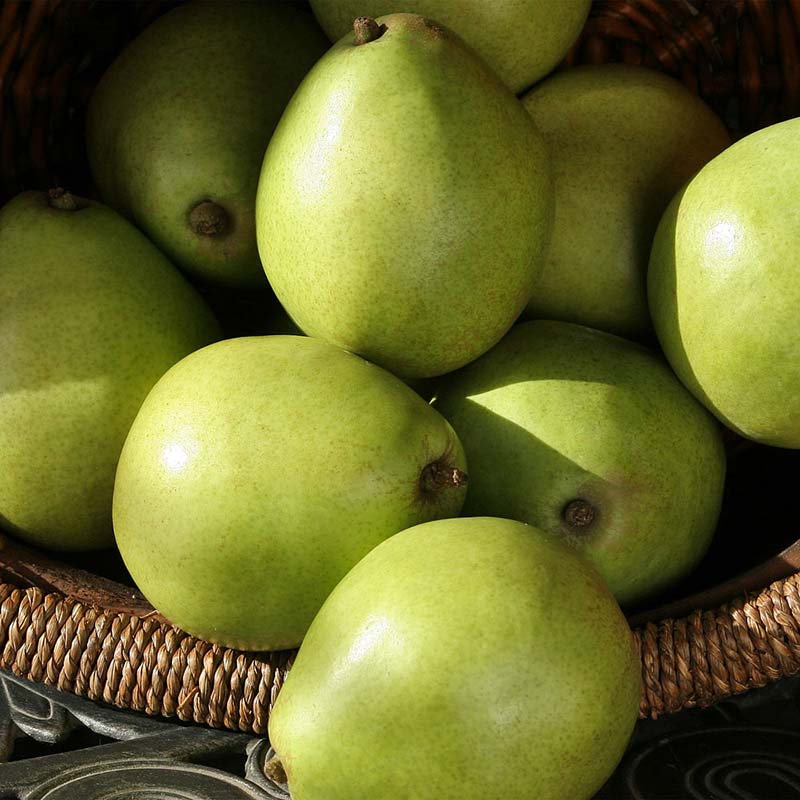 https://cdn.shopify.com/s/files/1/0646/0063/7669/products/green-anjou-pears_4_1024x1024.jpg?v=1664807413