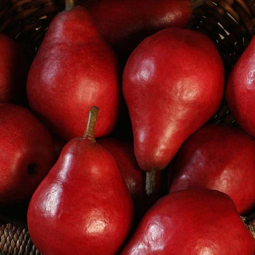 多汁，甜，深红色的梨，美味的对待新鲜闪亮的红色星红梨