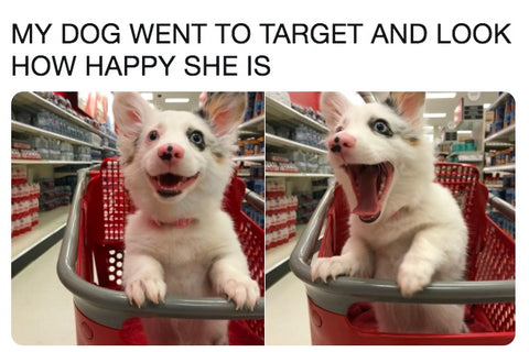 dog meme dog in shopping cart