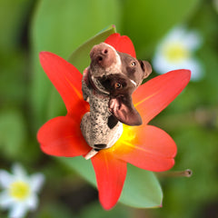 Dogs In Flower Blumenhund