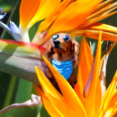 Dogs In Flowers mit Dackel