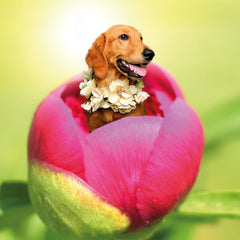 Dogs In Flowers Motiv