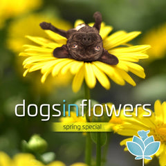 Dogs In Flower Frühlings-Spezial