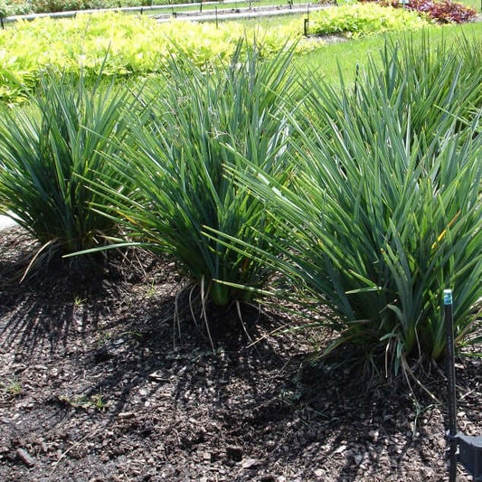 Photo of the entire plant of Flax Lily (Dianella caerulea Cassa Blue™)  posted by HamiltonSquare 