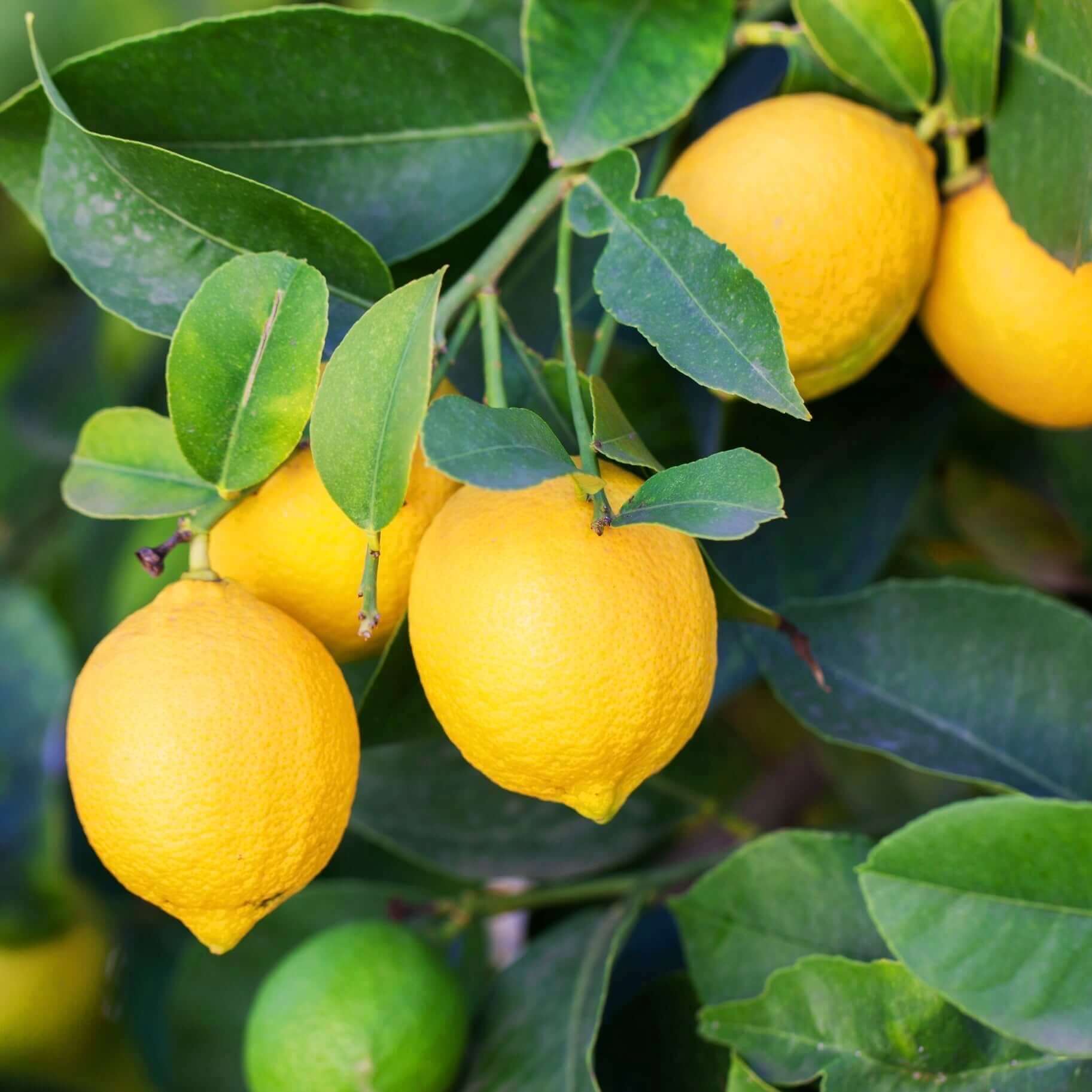 Eureka Lemon Tree | Plants Express