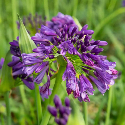 Agapanthus 'Tinkerbell' - Blue Lily-of-the Nile