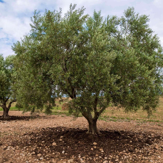 Arbequina Fruiting Olive, Olea europaea 'Arbequina', Monrovia Plant