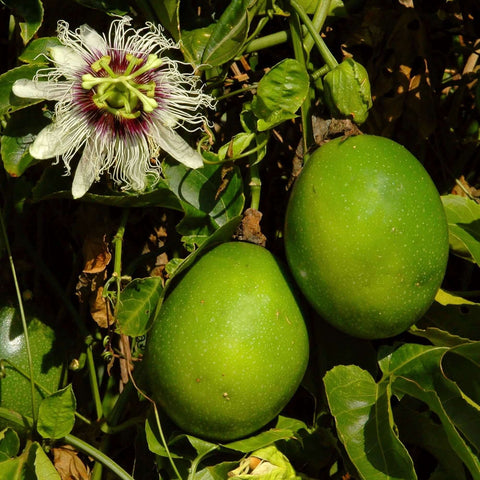 tropical fruits tree