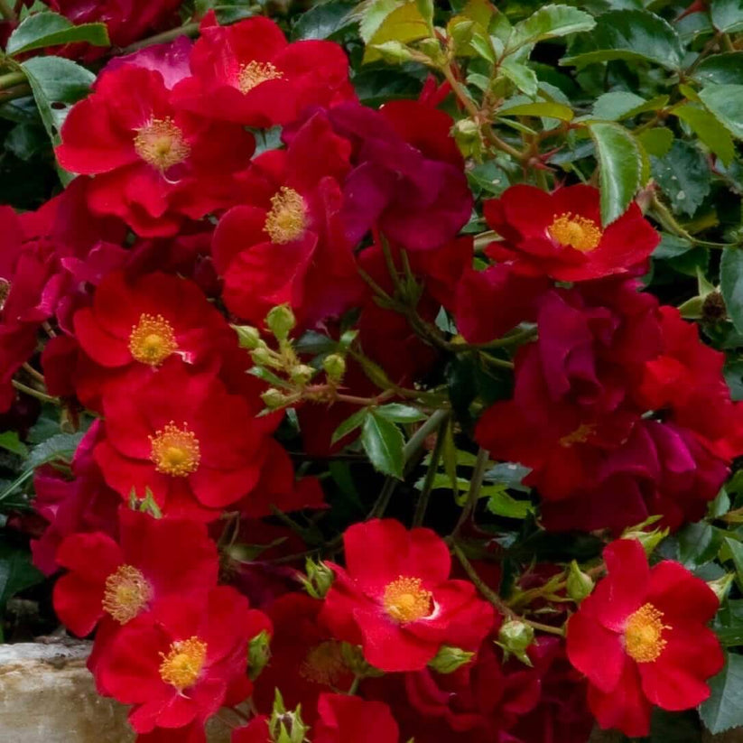 Rosa 'Flower Carpet Red' (Groundcover Rose)