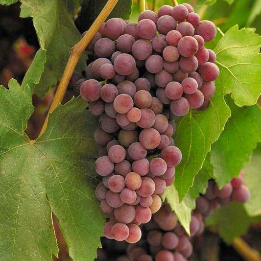 Grape 'Thompson Seedless' — Green Acres Nursery & Supply