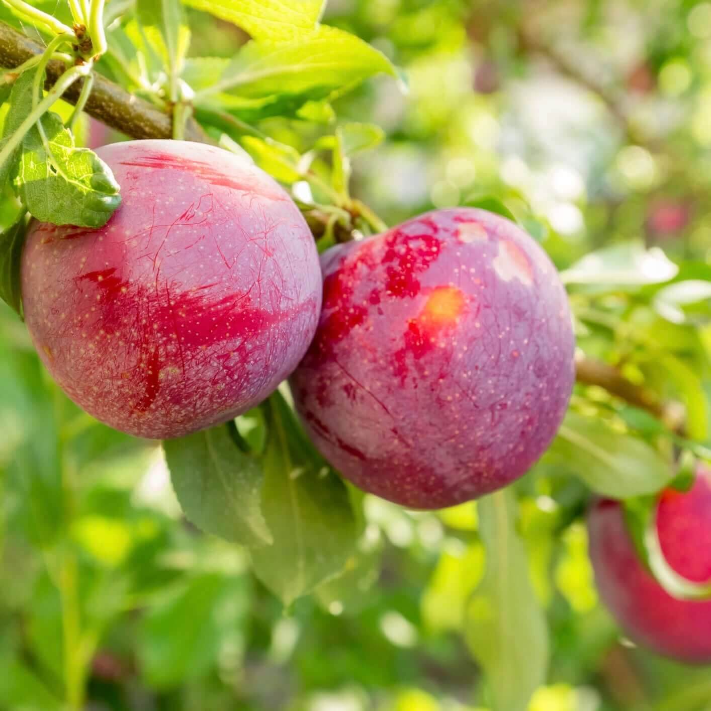 Satsuma Plum Tree Plants Express