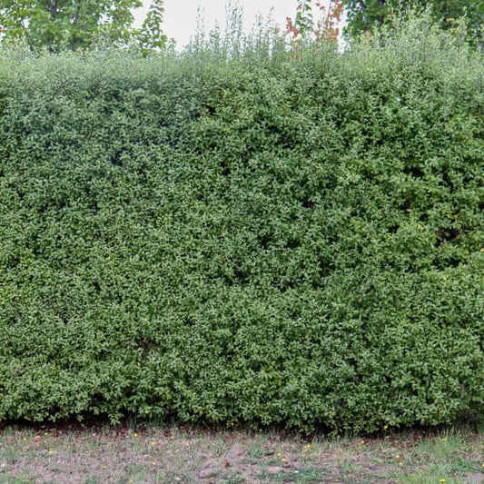 Tall Indian Laurel Coulmns, 'Ficus nitida' Hollywood hedge - 24 box – AZ  OutDoor Decor