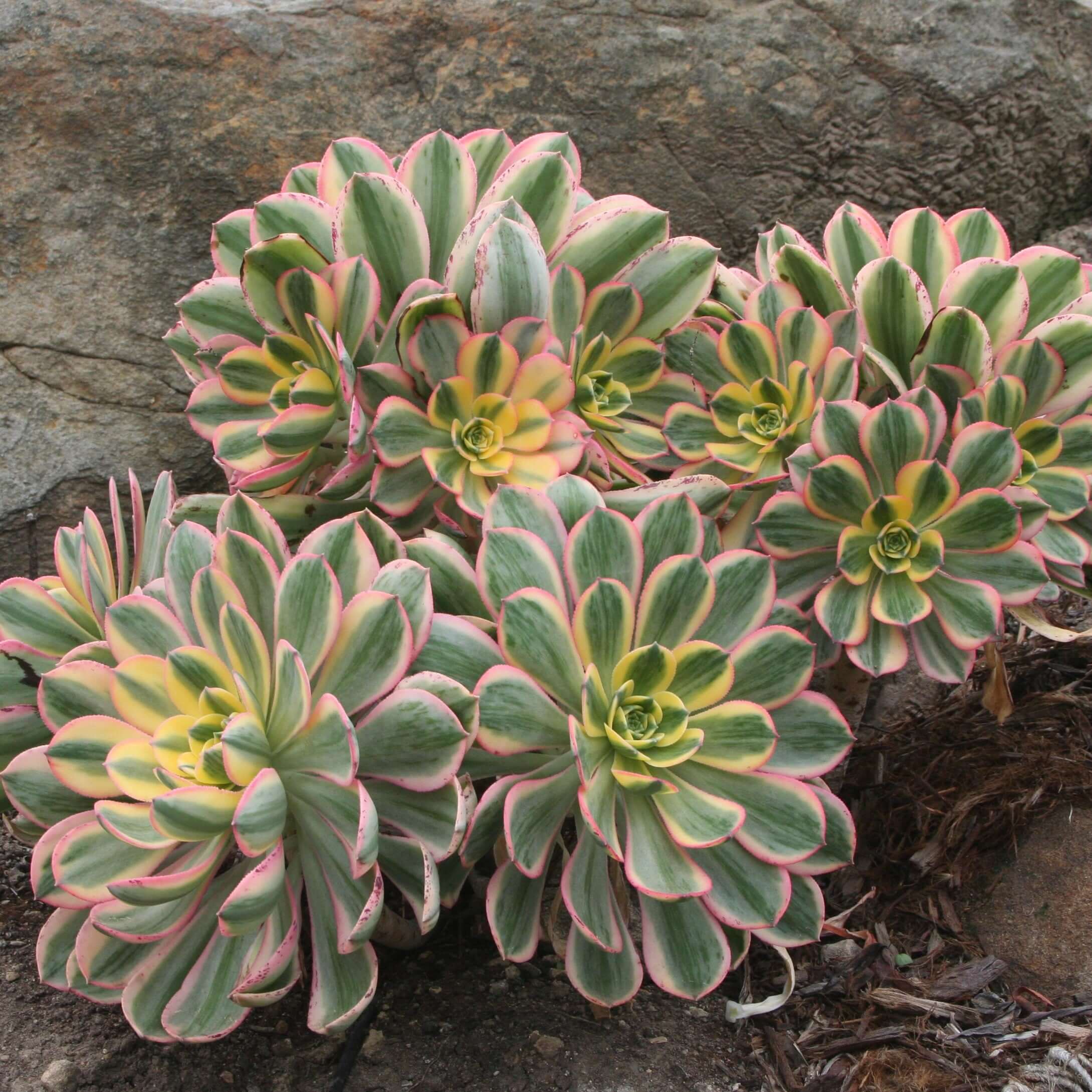 Aeonium decorum 'Sunburst'