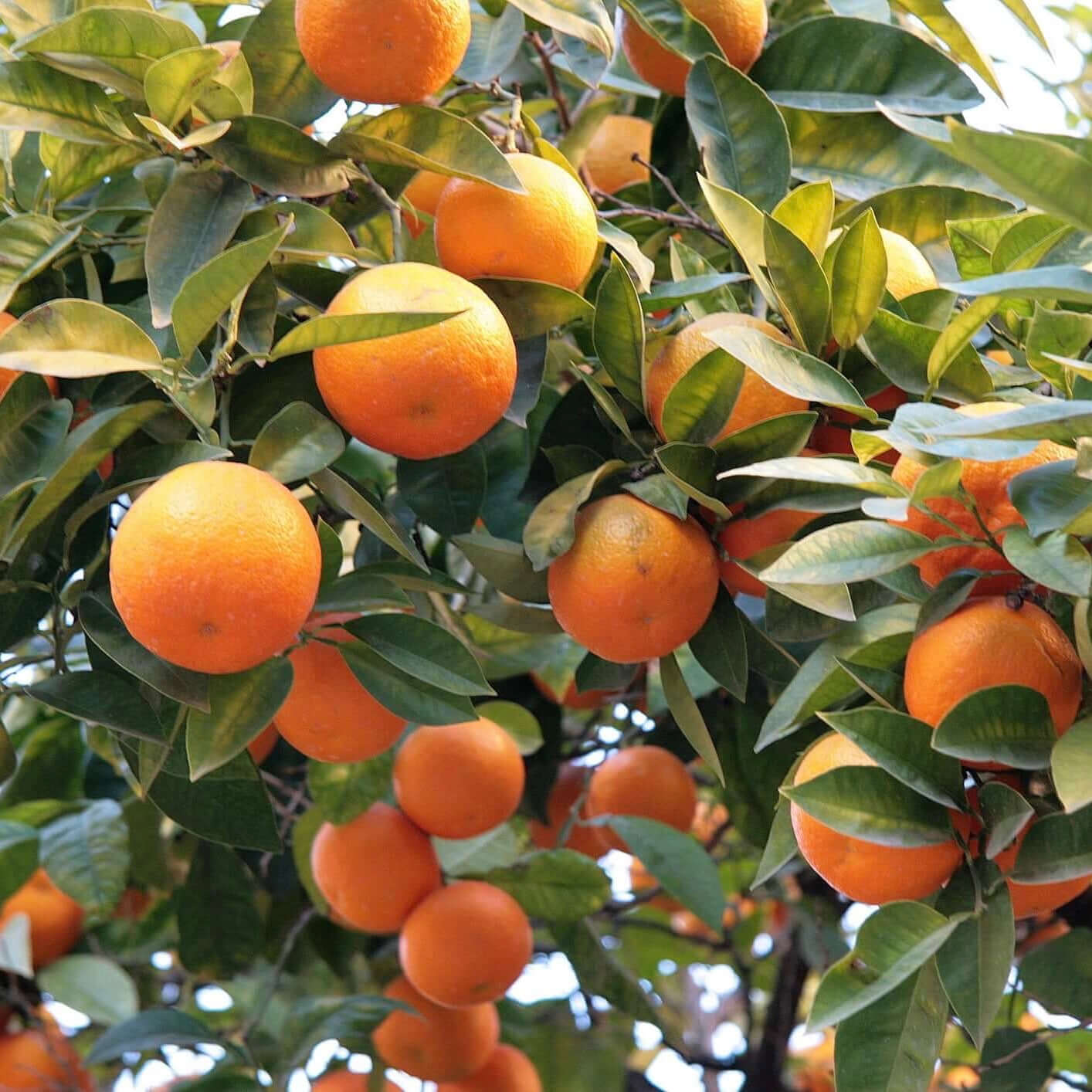 Tango Mandarin Tree | Plants Express