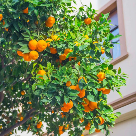 Mission Fruiting Olive Trees