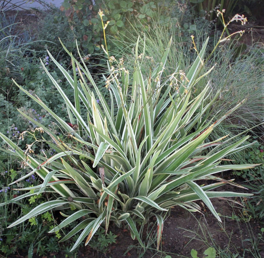 Photo of the entire plant of Flax Lily (Dianella caerulea Cassa