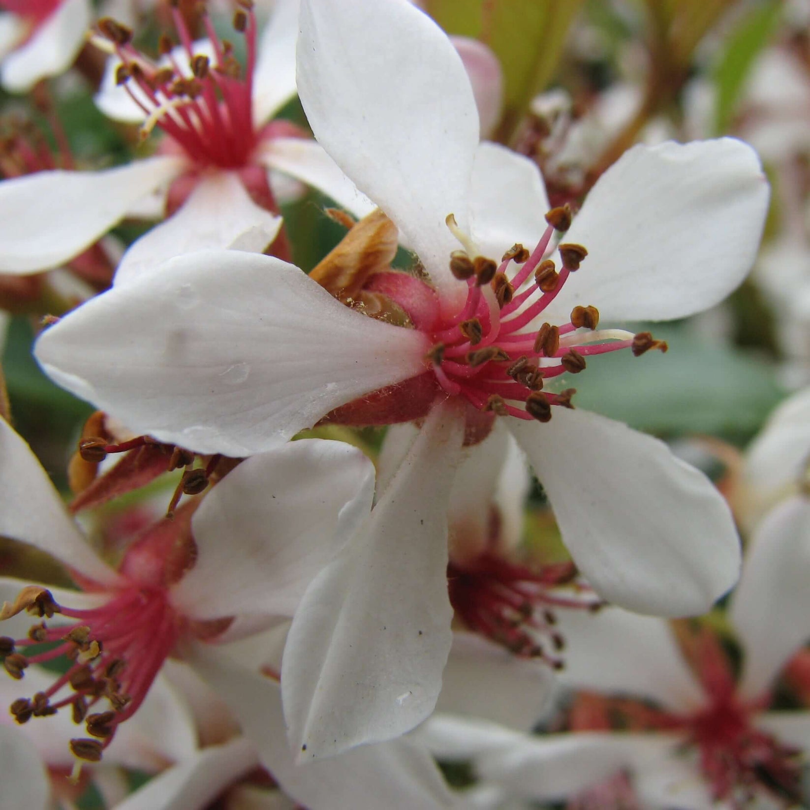 Rhaphiolepis Indica Clara White Indian Hawthorn 