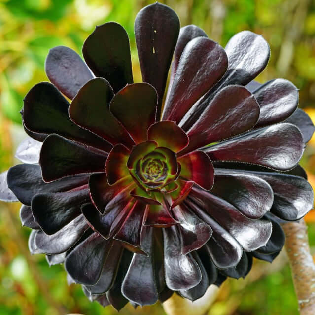 Zwartkop Aeonium