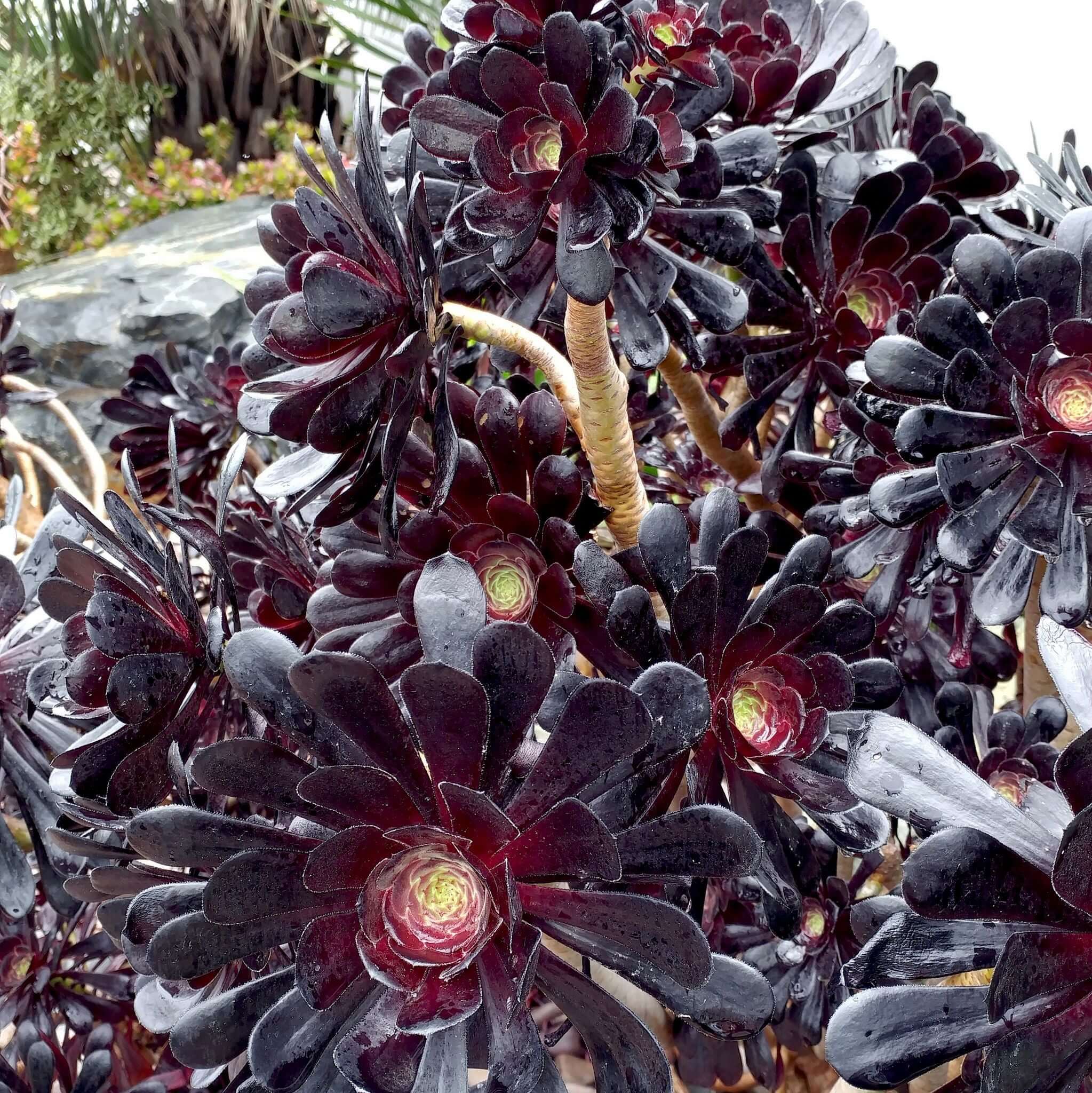 Zwartkop Aeonium