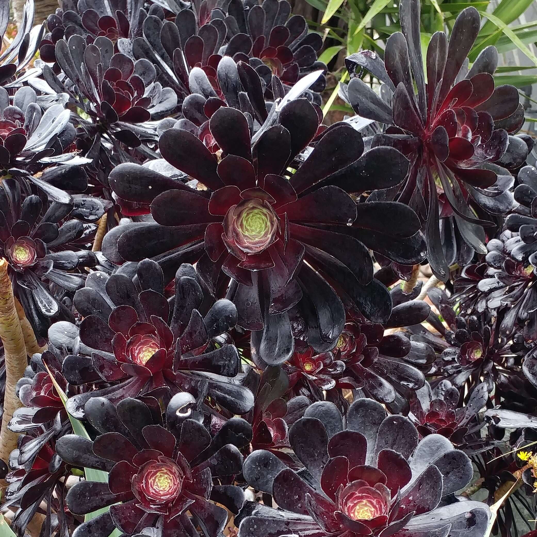 Zwartkop Aeonium