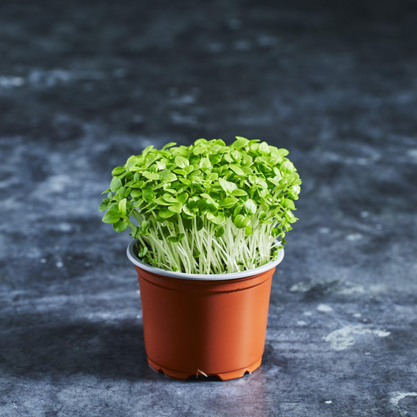 Green Basil Seeds Buy Microgreen Seeds Online Australia