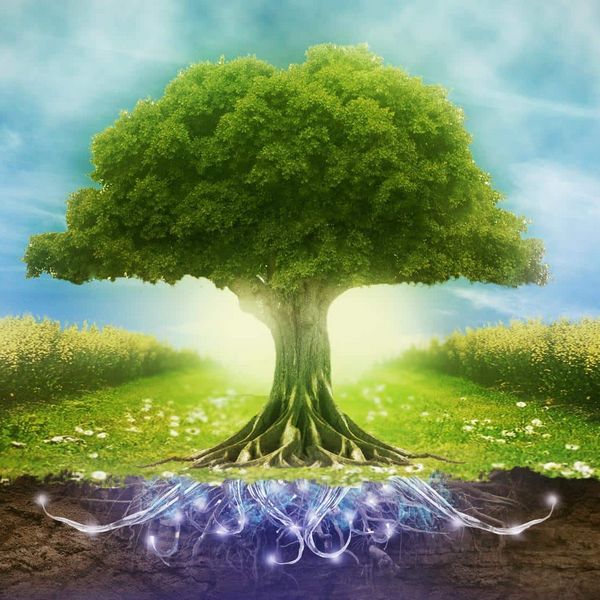 Arbre de Vie : Tout sur sa Signification – Valhalius®