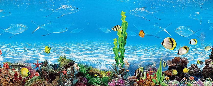 Best diy aquarium backgrounds 3d Factory Wholesale