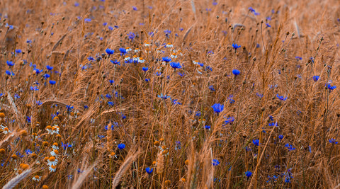 Flax Field