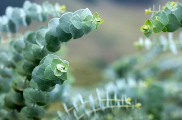 eucalyptus plante miel