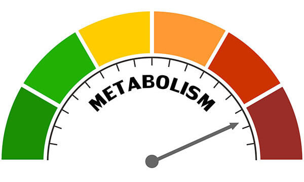 Metabolism gauge with needle pointing to middle range on a colored scale.