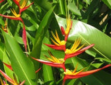 Flores Tailandia