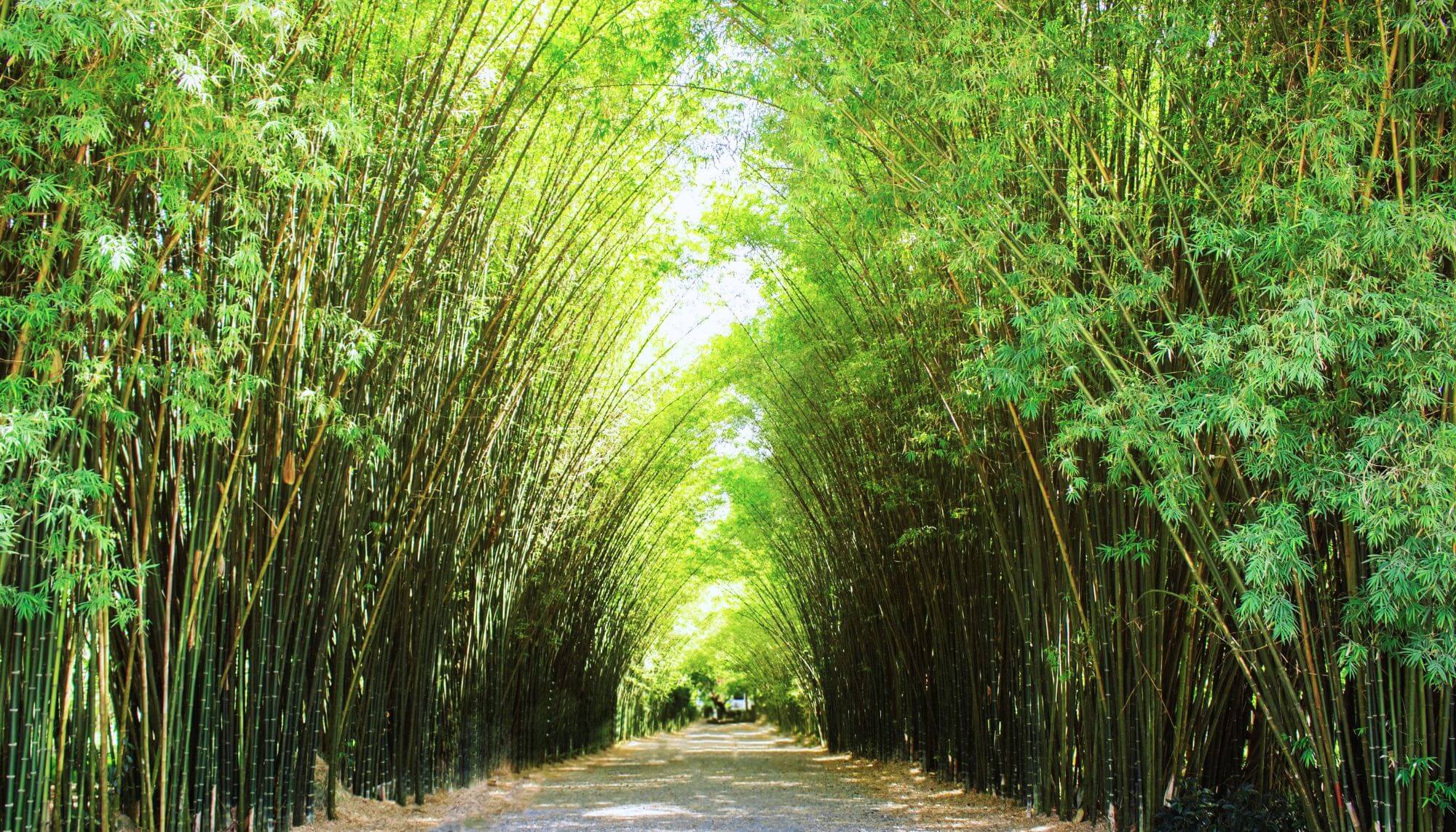 plantação bambu na tailândia