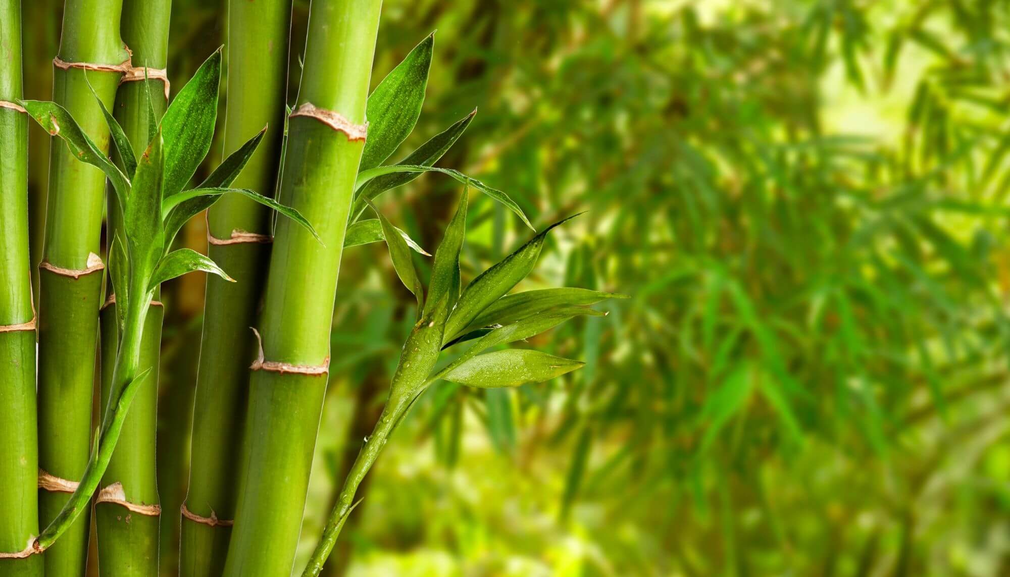 plantação de bambu na tailândia