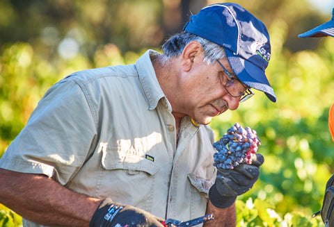 Brini Estate Wines - Marcello Brini inspecting grapes