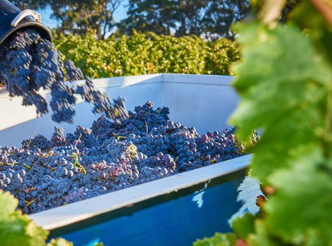 Brini Estate Wines - Collecting the grapes from 2023 harvest